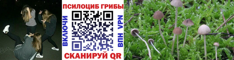 Галлюциногенные грибы Psilocybe Севск